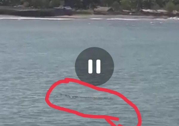Warga Lombok Timur khususnya warga Desa Labuhan Haji, Kecamatan Labuhan Haji dan Desa Pringgabaya, Kecamatan Pringgabaya, dihebohkan munculnya buaya di tengah laut.