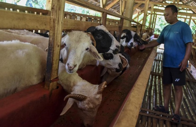 peternak-memberikan-pakan-kepada-kambing-ternaknya-di-dusun-cipendey_220517153330-195